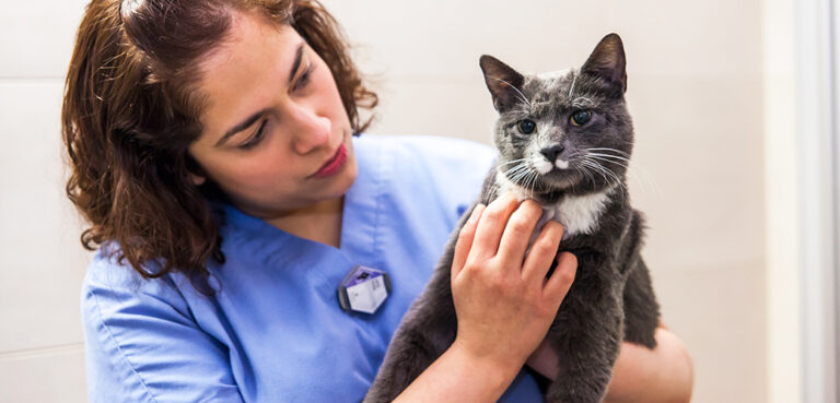 Common Health Concerns for Kittens Around Children